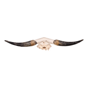 Real Longhorn Skull Plate - Limited Quantity