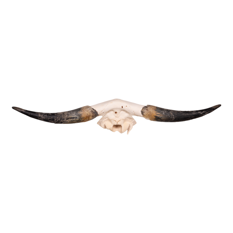 Real Longhorn Skull Plate - Limited Quantity