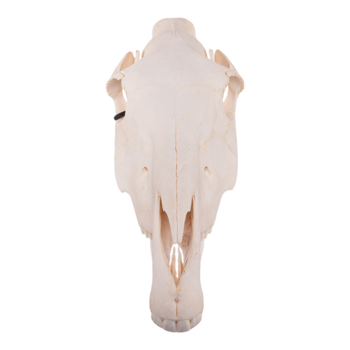 Real Zebra Skull