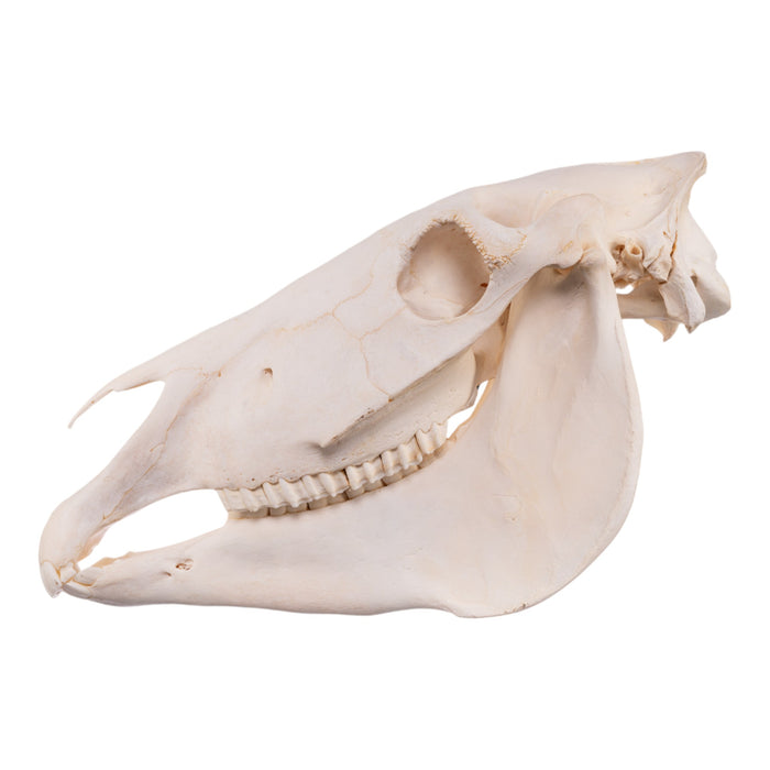 Real Zebra Skull