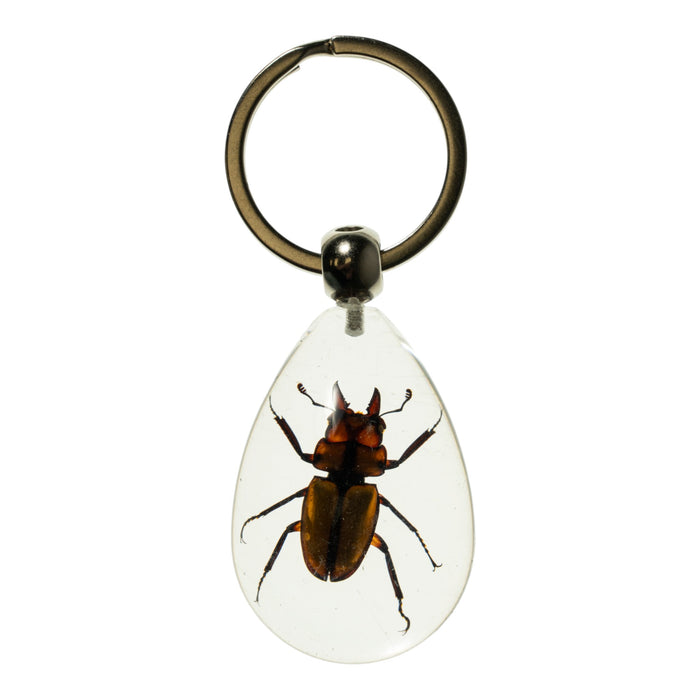 Real Stag Beetle in Acrylic Keychain