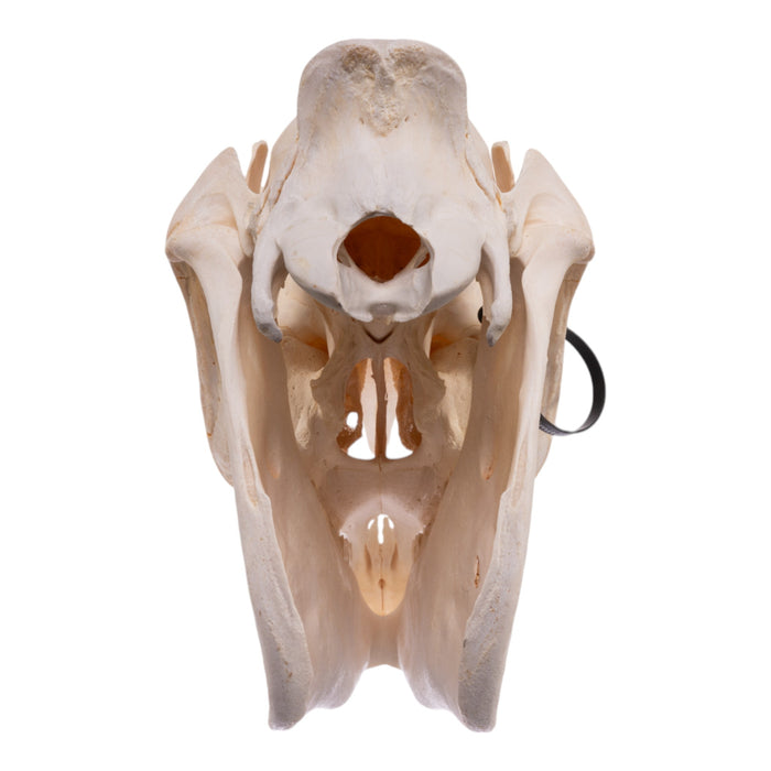Real Zebra Skull