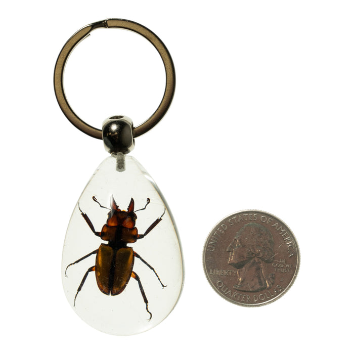Real Stag Beetle in Acrylic Keychain