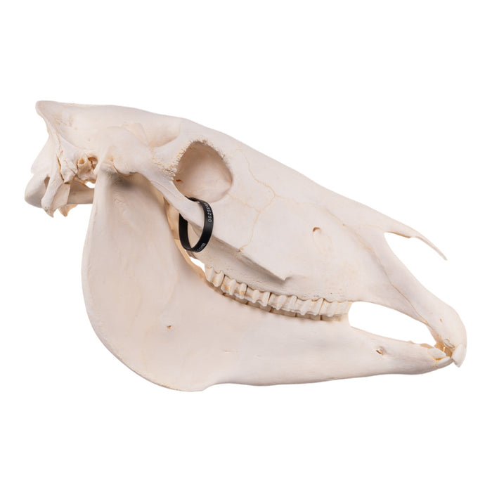 Real Zebra Skull