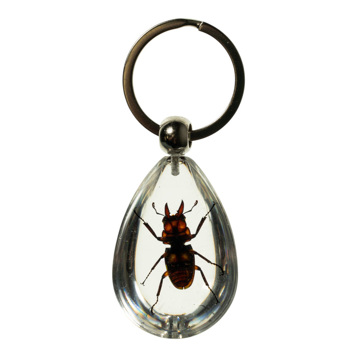 Real Stag Beetle in Acrylic Keychain