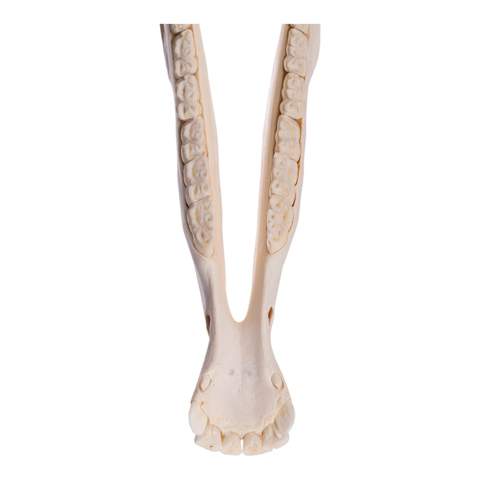 Real Zebra Skull
