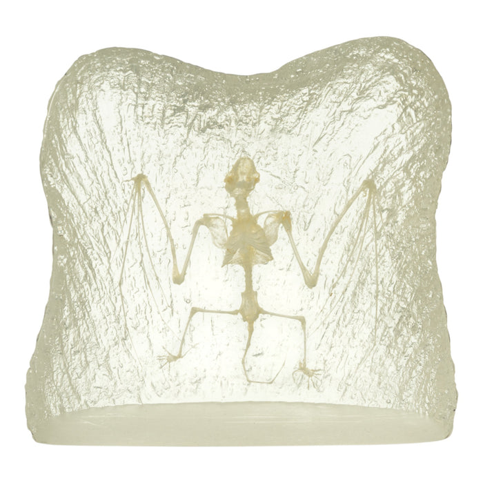Real Bat Skeleton in Acrylic Paperweight - Textured Background