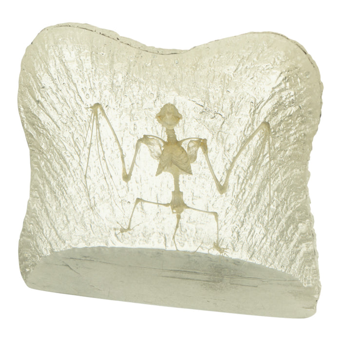Real Bat Skeleton in Acrylic Paperweight - Textured Background