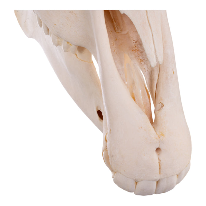 Real Zebra Skull