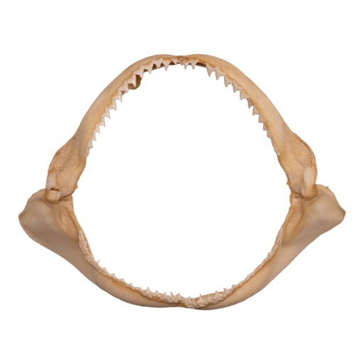 Real Silky Shark Jaw (8")