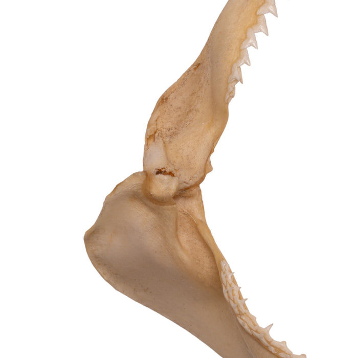 Real Silky Shark Jaw (8")