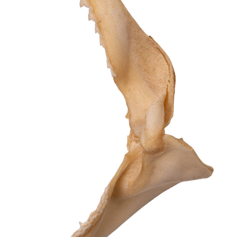 Real Silky Shark Jaw (8.2")