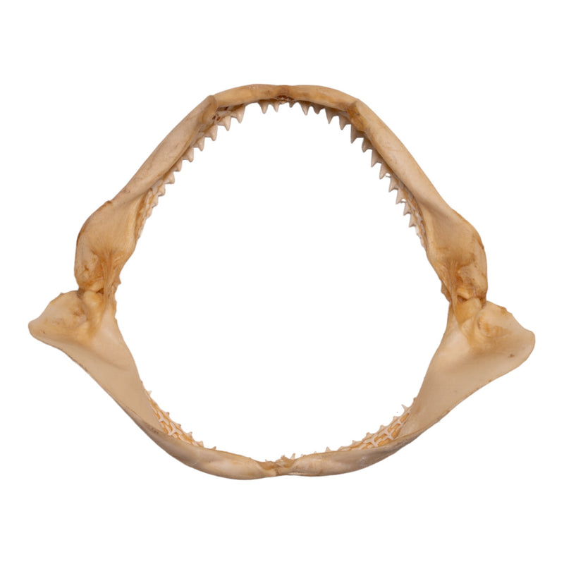 Real Silky Shark Jaw (8.2")