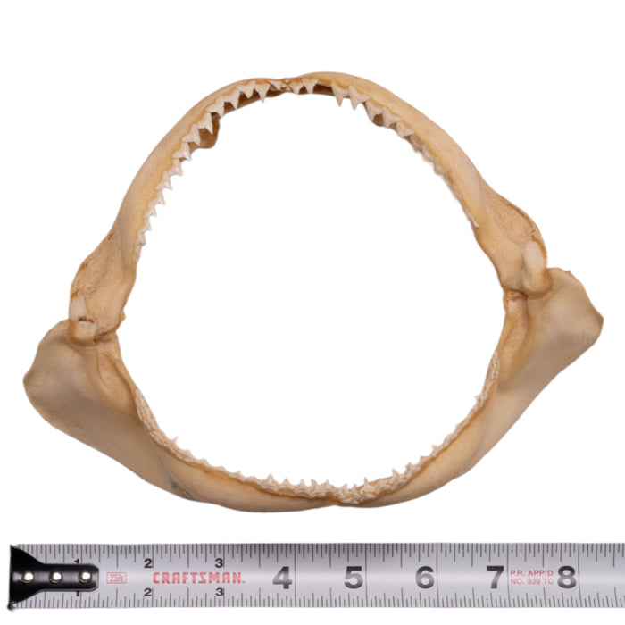 Real Silky Shark Jaw (8")