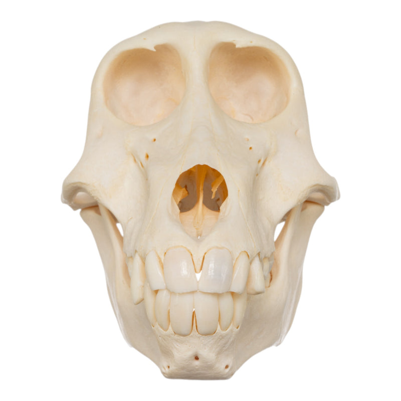 Real Chacma Baboon Skull - Juvenile