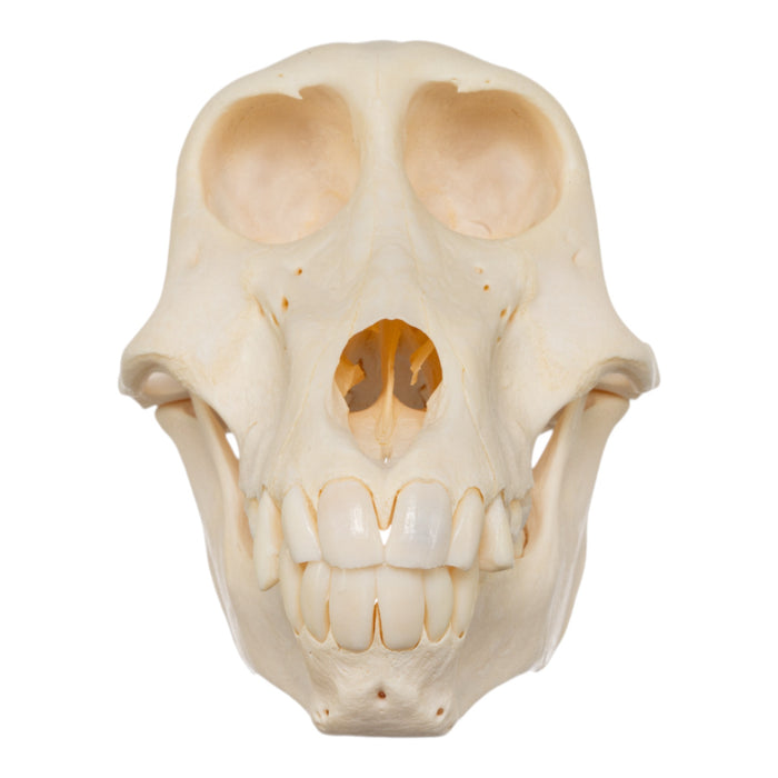 Real Chacma Baboon Skull - Juvenile