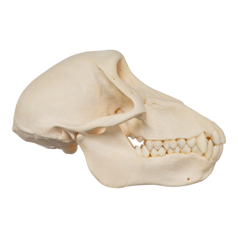 Real Chacma Baboon Skull - Juvenile