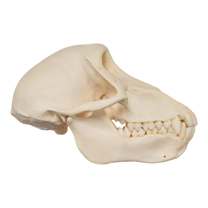 Real Chacma Baboon Skull - Juvenile