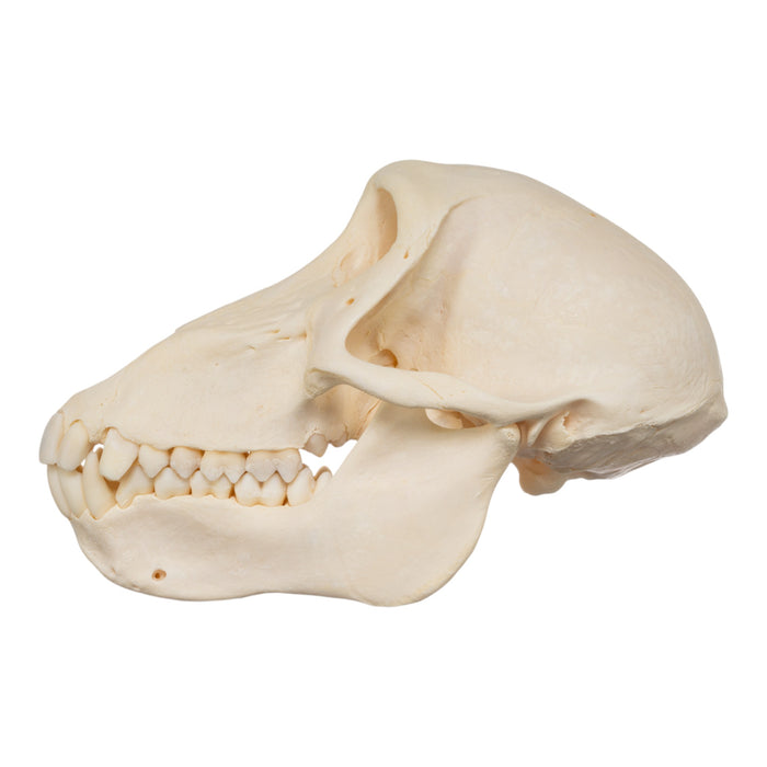 Real Chacma Baboon Skull - Juvenile