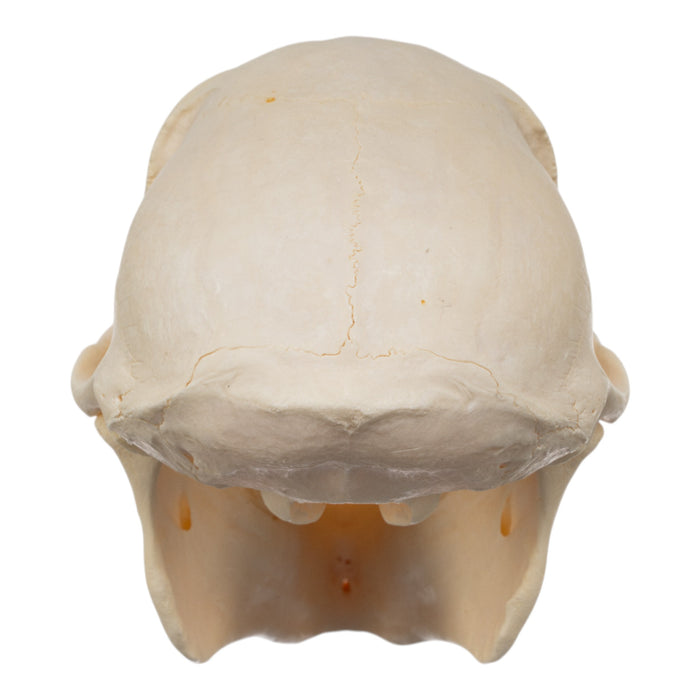 Real Chacma Baboon Skull - Juvenile