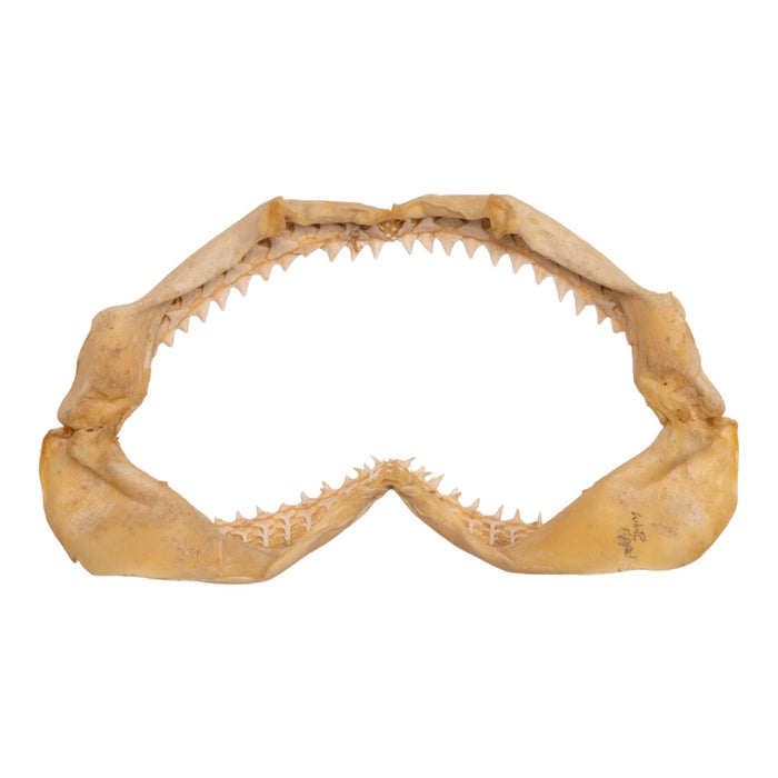 Real White-tipped Reef Shark Jaw (7) For Sale — Skulls Unlimited  International, Inc.