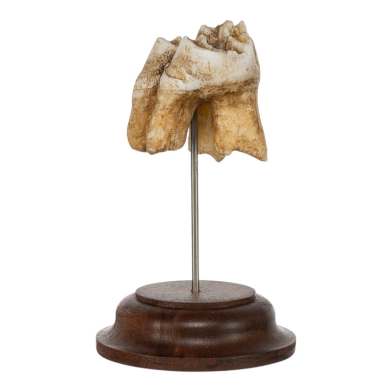 Real Southern Giraffe Tooth on Stand