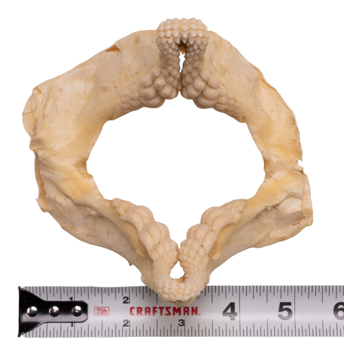 Real Port Jackson Shark Jaw (4")