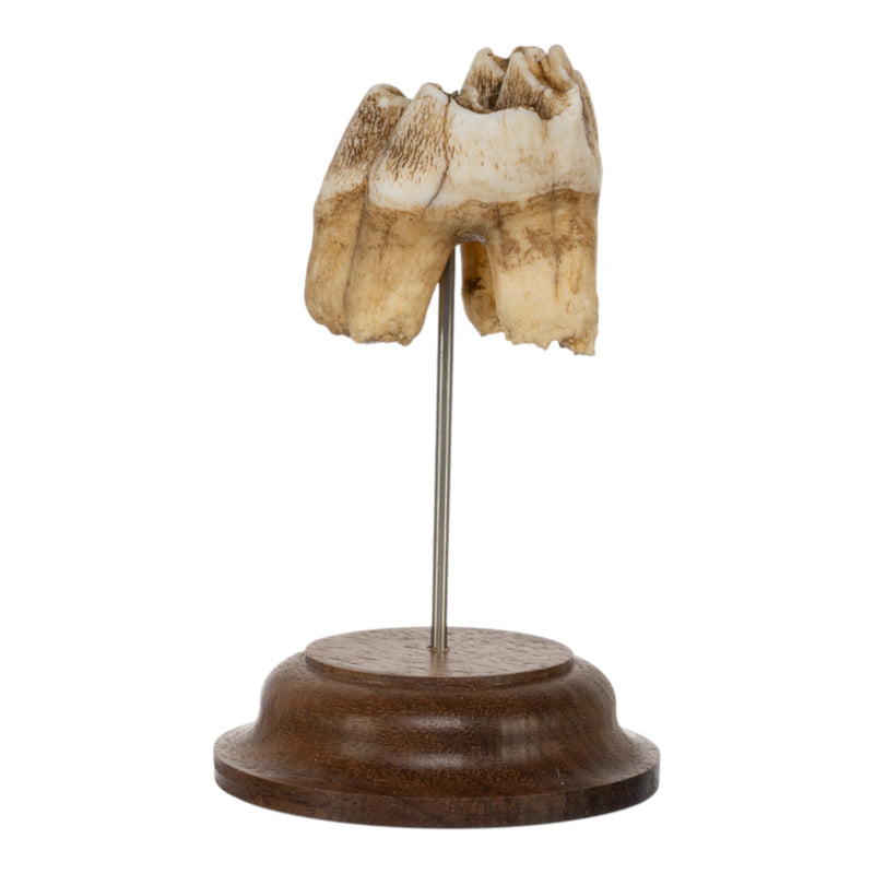 Real Southern Giraffe Tooth on Stand