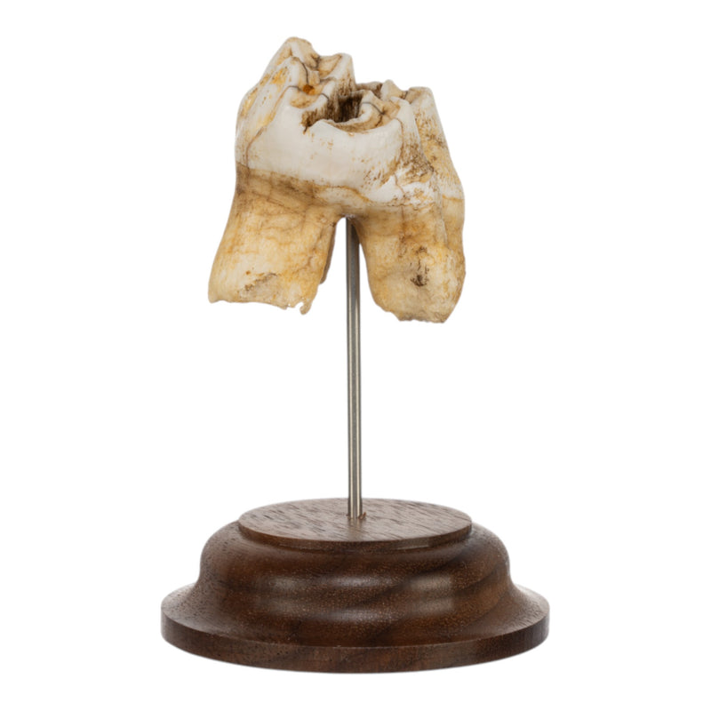 Real Southern Giraffe Tooth on Stand
