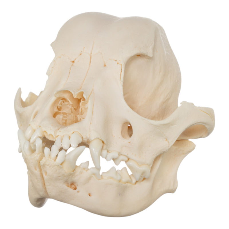 Real Domestic Dog Skull - French Bulldog (Adolescent)
