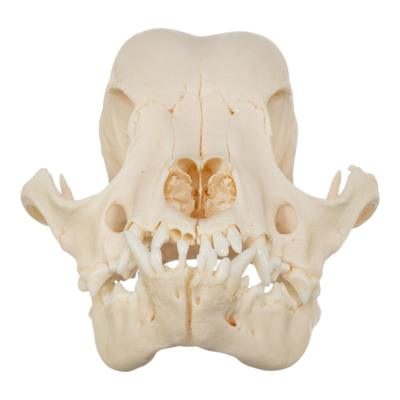 Real Domestic Dog Skull - French Bulldog (Adolescent)