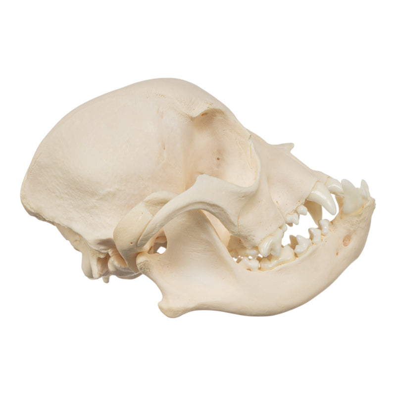 Real Domestic Dog Skull - French Bulldog (Adolescent)