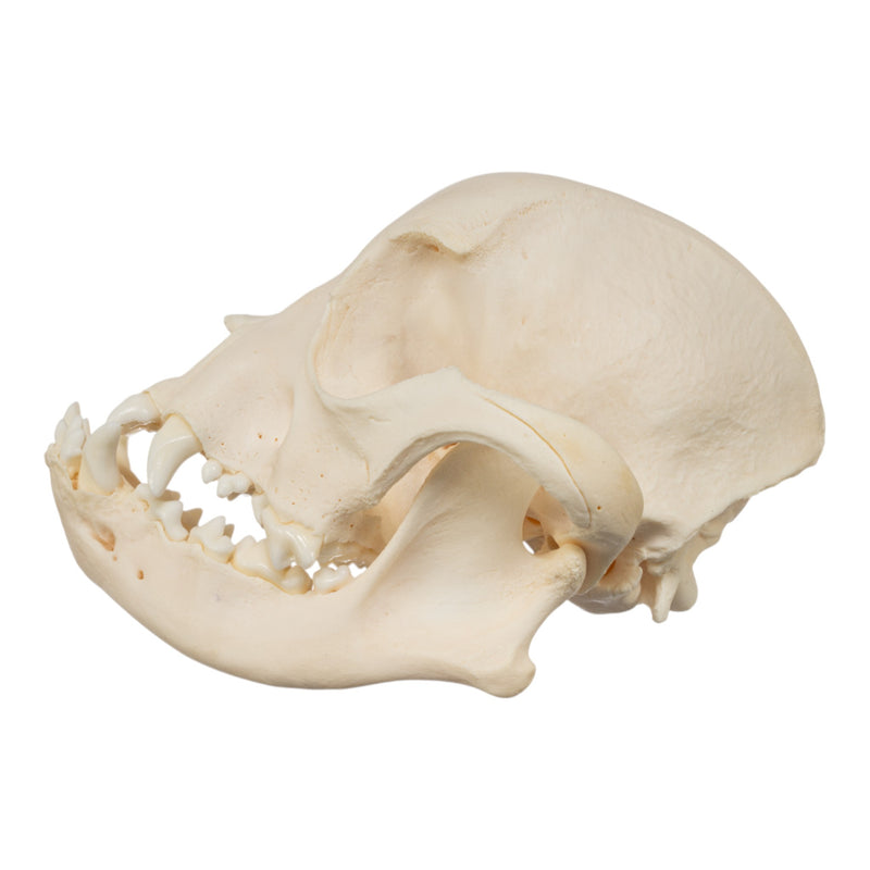 Real Domestic Dog Skull - French Bulldog (Adolescent)