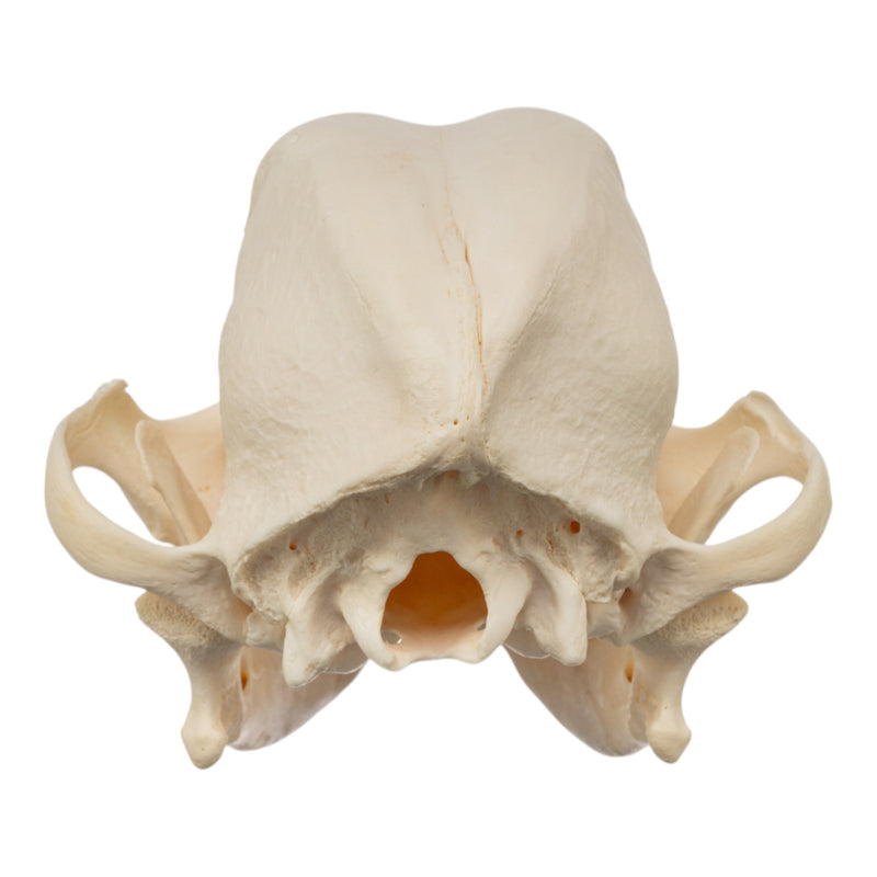 Real Domestic Dog Skull - French Bulldog (Adolescent)