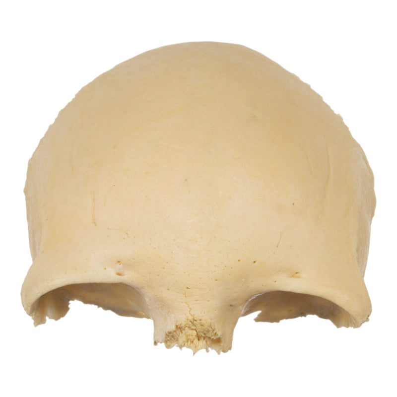 Real Human Frontal Bone