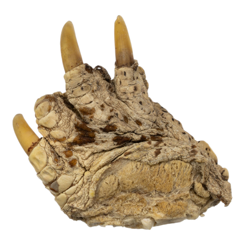 Real Common Snapping Turtle Foot - Freeze Dried