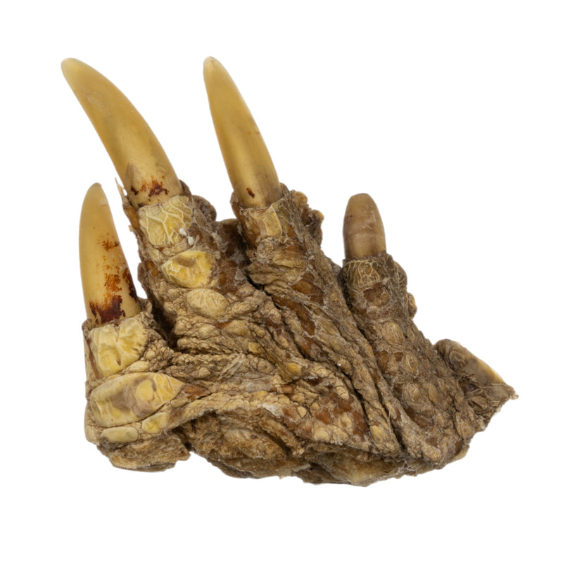 Real Common Snapping Turtle Foot - Freeze Dried