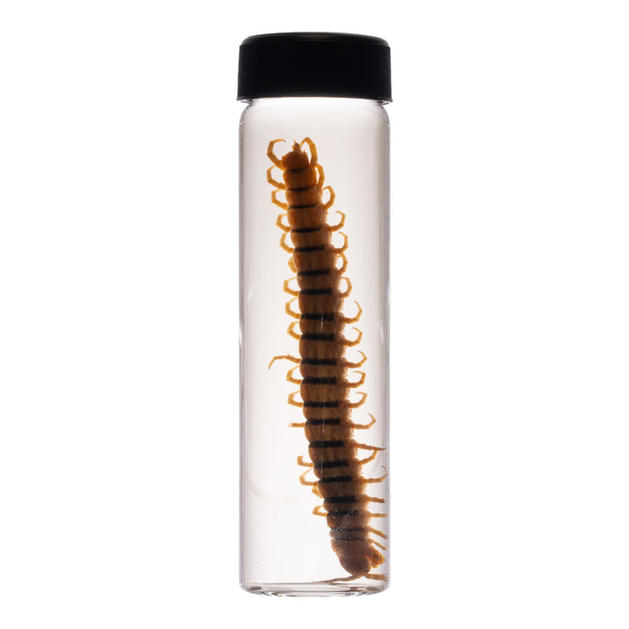 Real Centipede Wet Specimen