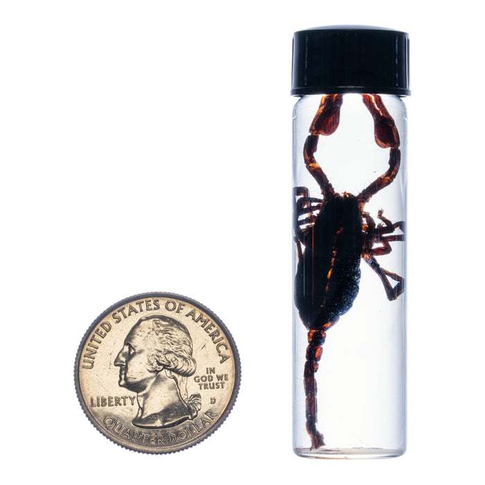 Real Asian Forest Scorpion Wet Specimen