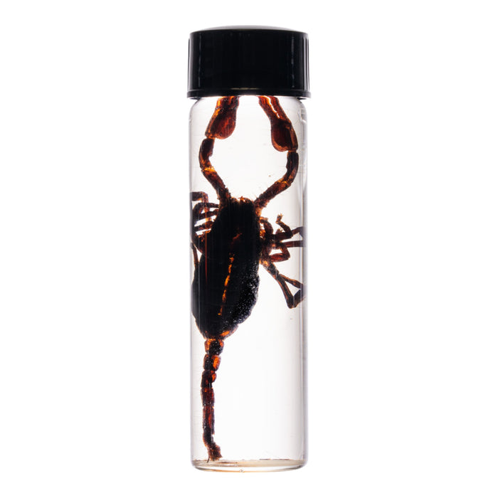 Real Asian Forest Scorpion Wet Specimen