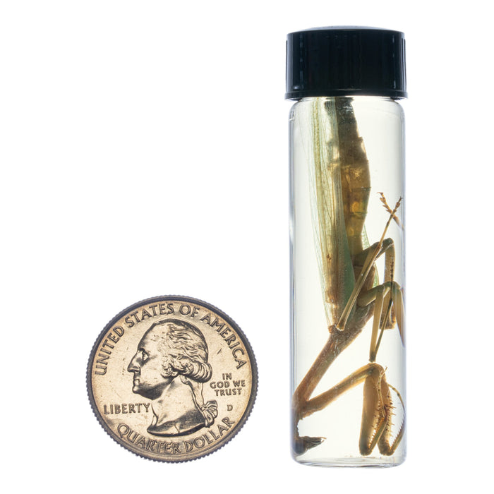 Real Praying Mantis Wet Specimen