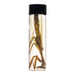 Real Praying Mantis Wet Specimen