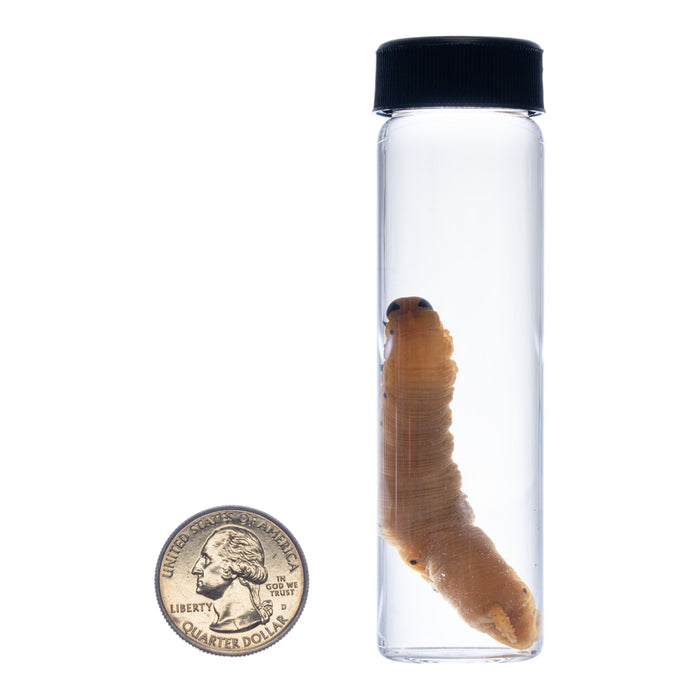 Real Caterpillar Wet Specimen