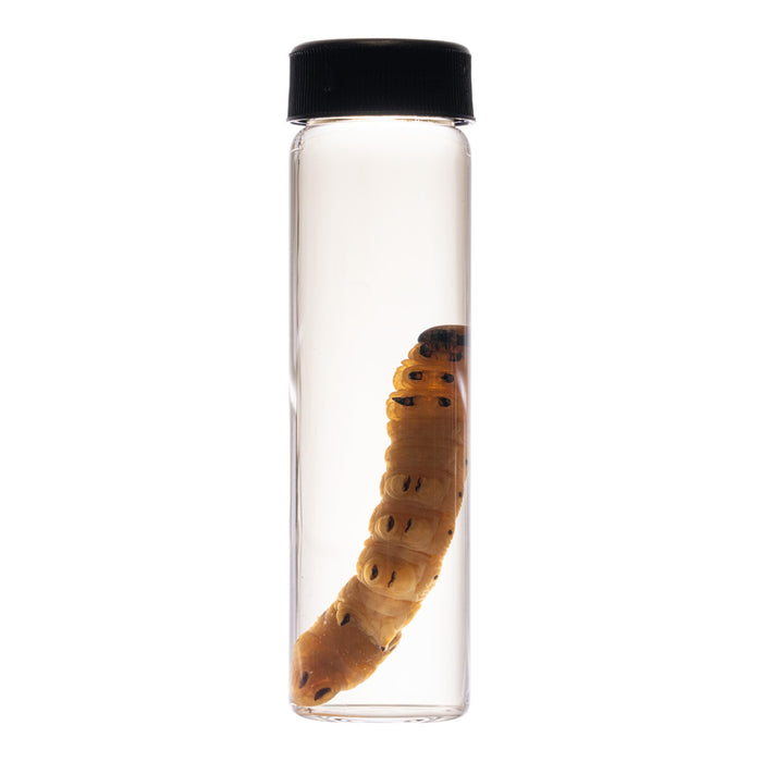 Real Caterpillar Wet Specimen