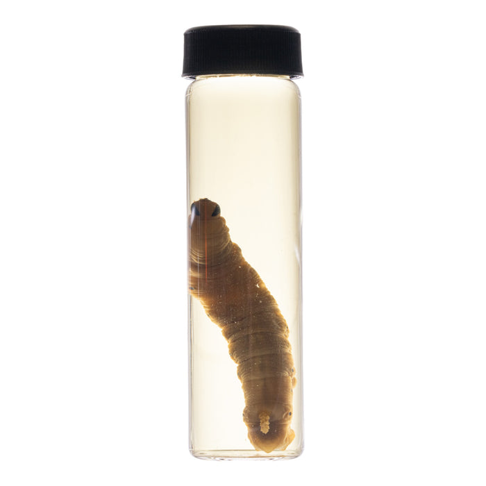 Real Caterpillar Wet Specimen