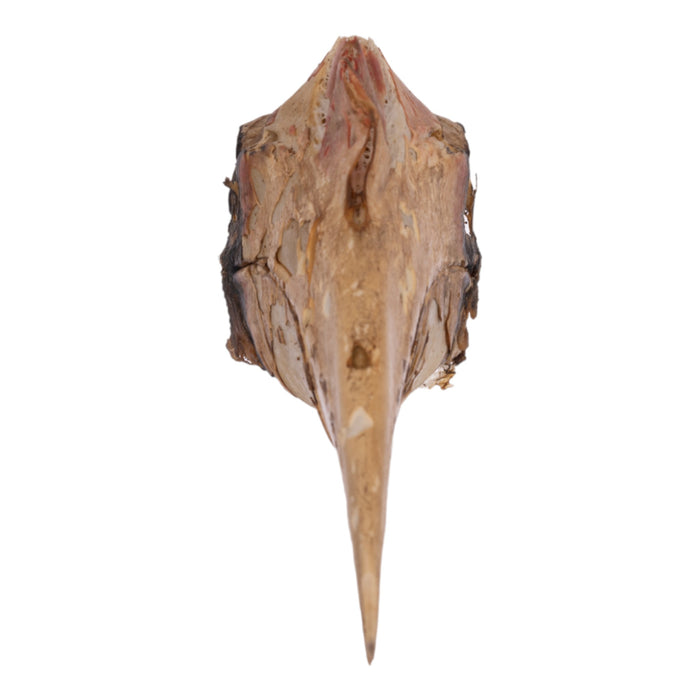Real Wrinkled Hornbill Skull