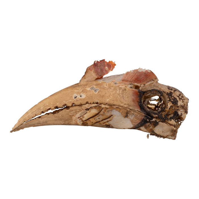 Real Wrinkled Hornbill Skull