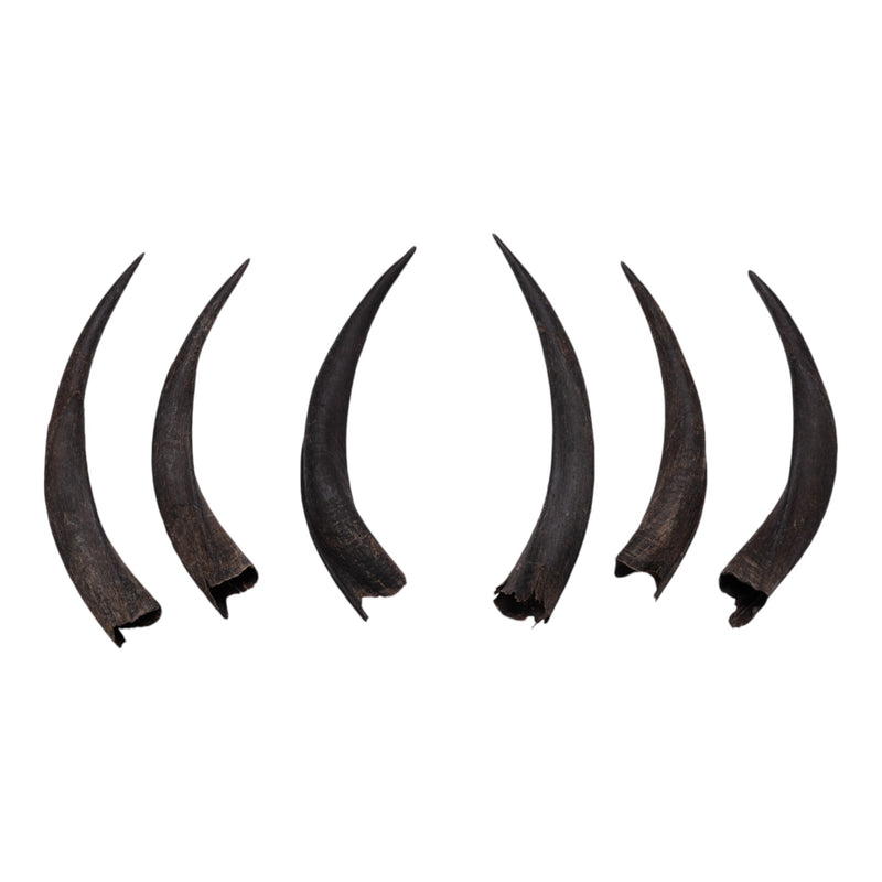 Real Kudu Horn - Single