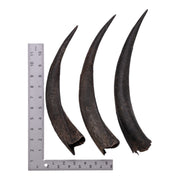 Real Kudu Horn - Single