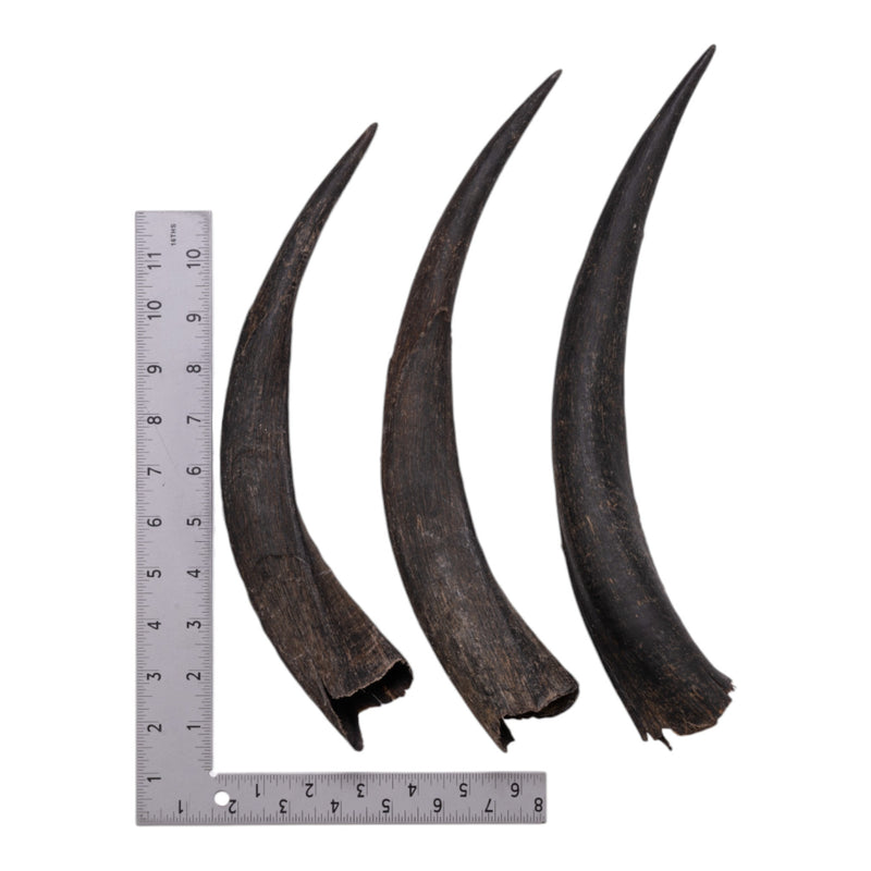 Real Kudu Horn - Single